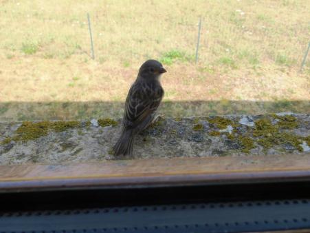Sparrow fledgling